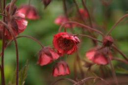 Geum rivale 'Leonard's Variety'Knikkend nagelkruid bestellen